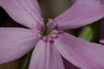 Sticky catchfly